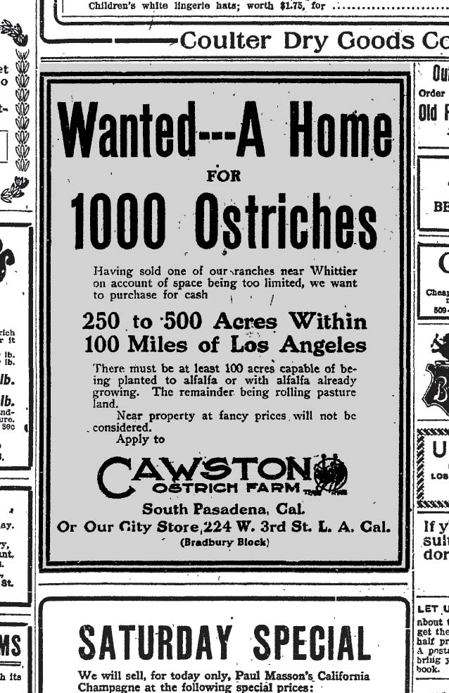 May 16, 1980: Cawston Ostrich Farm of South Pasadena is looking for 250-500 acres suitable as a home for 1,000 ostriches. 