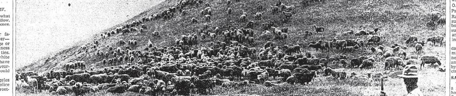 May 20, 1939: Flock of sheep on steep hillside as a shepherd and his dogs keep watch.