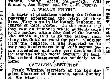 August 14, 1899: Returning from Santa Catalina in a launch, passengers were terrified when a whale surface nearby. "The women began screaming and were very much excited for fear the whale would overturn the boat."