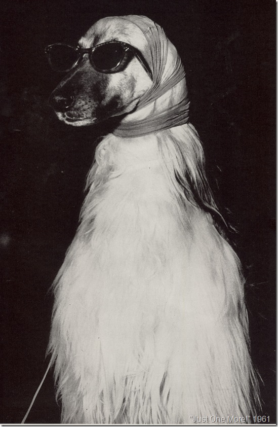 Just One More, 1961, Dog 