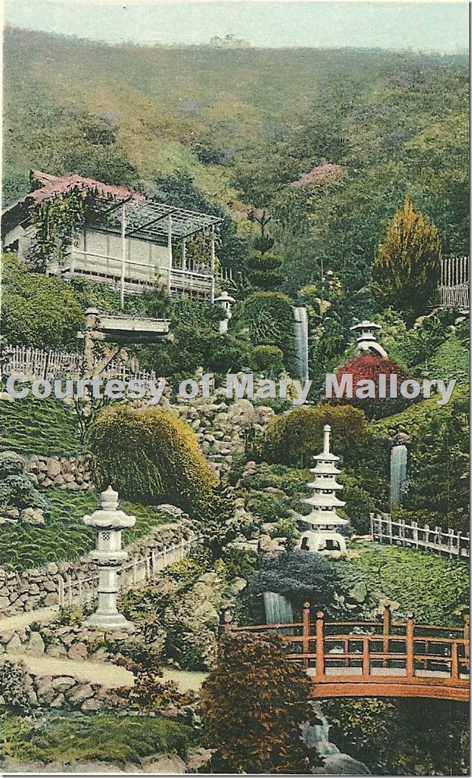 Wattles Japan. Garden