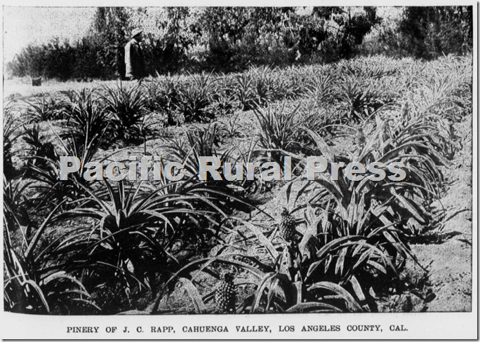 J.B. Rapp's pineapples, Pacific Rural Press