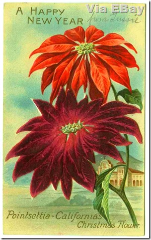 Poinsettia Postcard 