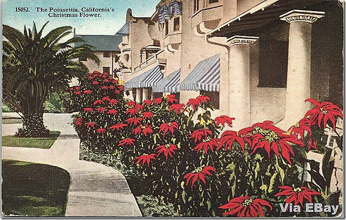 Poinsettia Postcard 