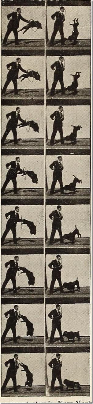 Frames from a Vitascope showing a dog jumping through a hoop 