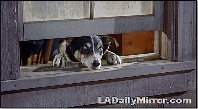 Dog looks out window