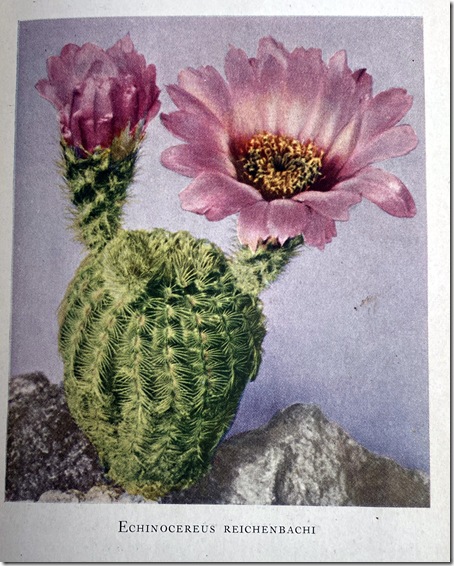 Artwork of Echinocereus Reichenbachi, cactus with purple flowers. 