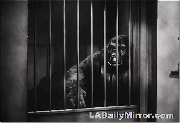 Gorilla in a cage. 
